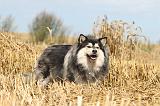 CHIEN FINNOIS DE LAPONIE 223